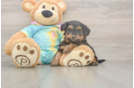 Meet Aaliyah - our Yorkie Poo Puppy Photo  1/3 - Premier Pups Yorkie Poo Puppy for Adoption