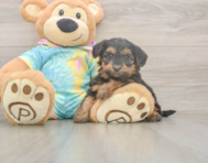 5 week old Yorkie Poo Puppy For Sale - Premier Pups 5 week old Yorkie Poo Puppy For Sale - Premier Pups