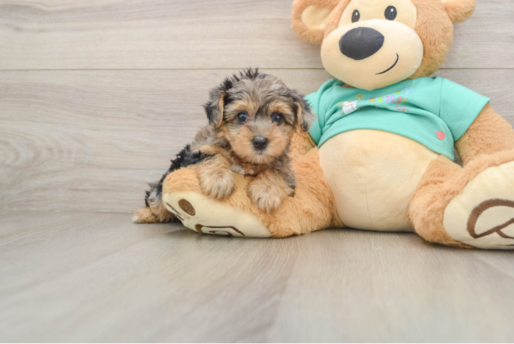 Popular Yorkie Poo Poodle Mix Pup
