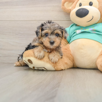 Popular Yorkie Poo Poodle Mix Pup
