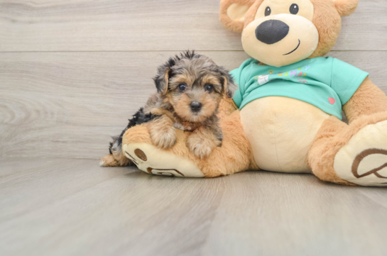 AALIYAH, a Yorkie Poo littermate