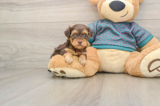Yorkie Poo Puppy for Adoption