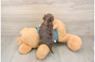 Sweet Yorkie Poo Baby