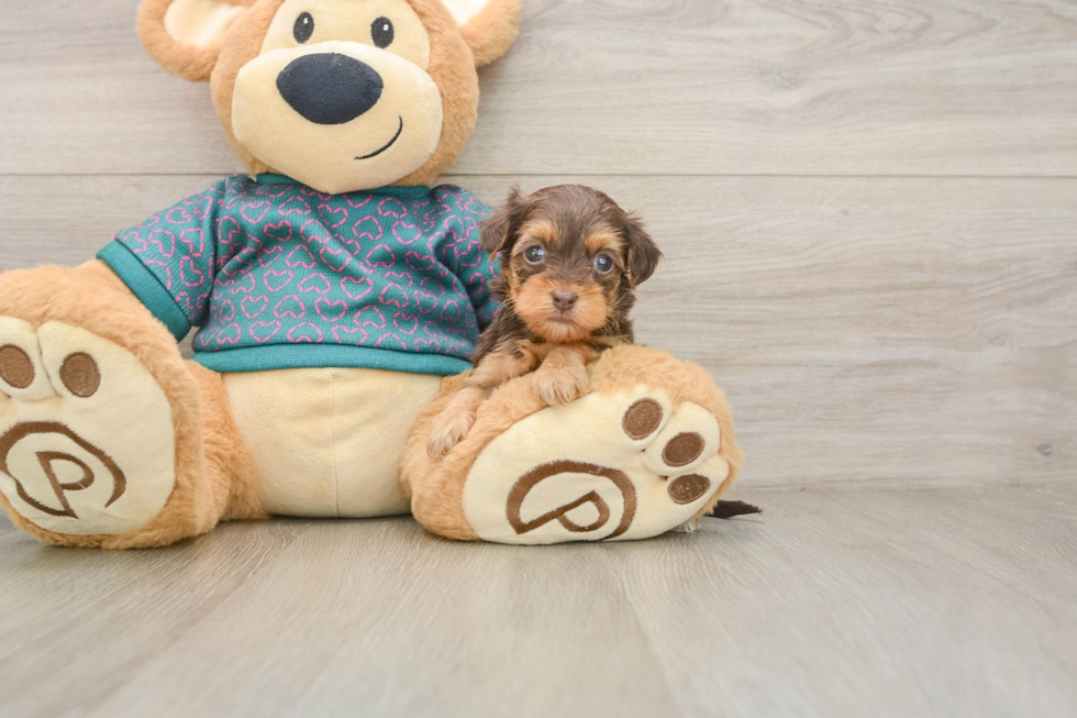 Yorkie Poo Puppy for Adoption