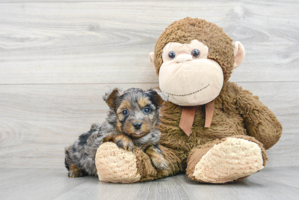 Energetic Yorkie Doodle Poodle Mix Puppy