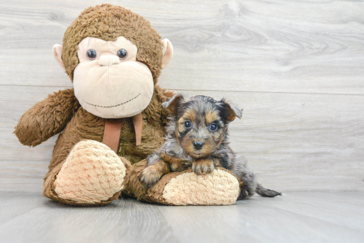 Yorkie Poo Puppy for Adoption