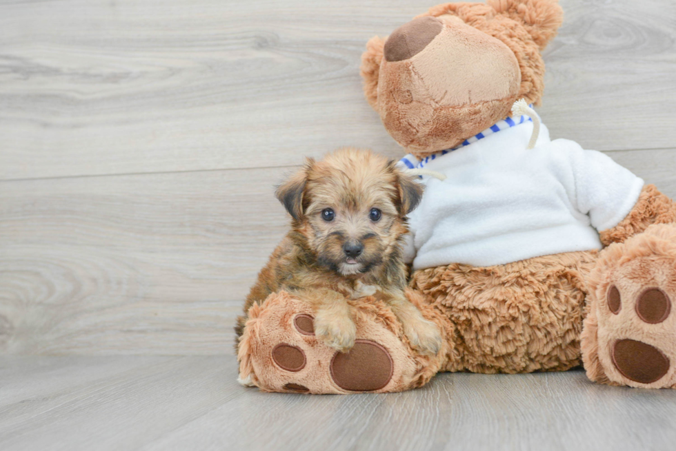 Sweet Yorkie Poo Baby