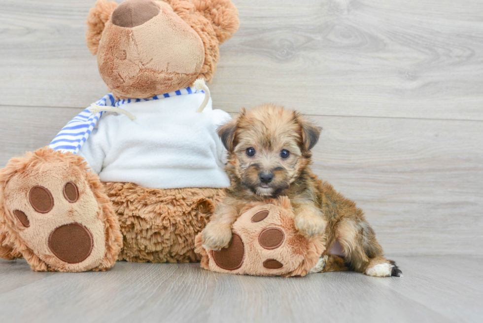 Fluffy Yorkie Poo Poodle Mix Pup