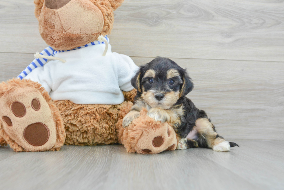 Yorkie Poo Pup Being Cute