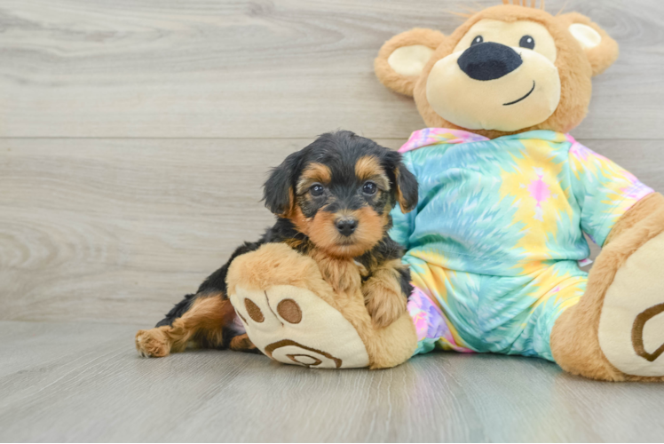 Happy Yorkie Poo Baby