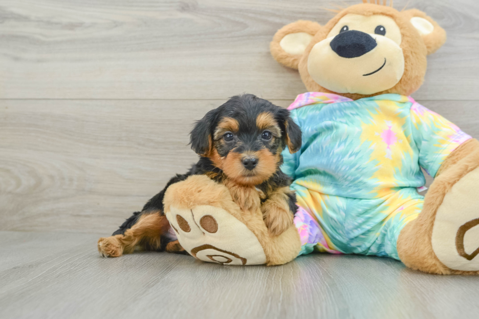 Happy Yorkie Poo Baby