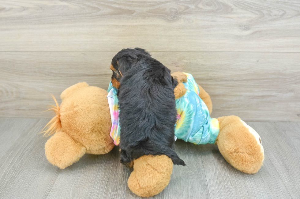 Best Yorkie Poo Baby