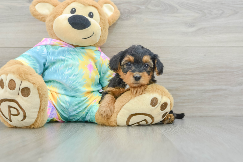 Yorkie Poo Pup Being Cute