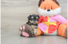 Adorable Yorkiedoodle Poodle Mix Puppy