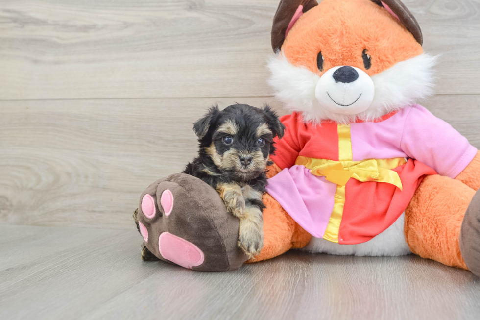 Adorable Yorkiedoodle Poodle Mix Puppy