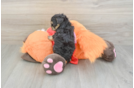 Petite Yorkie Poo Poodle Mix Pup