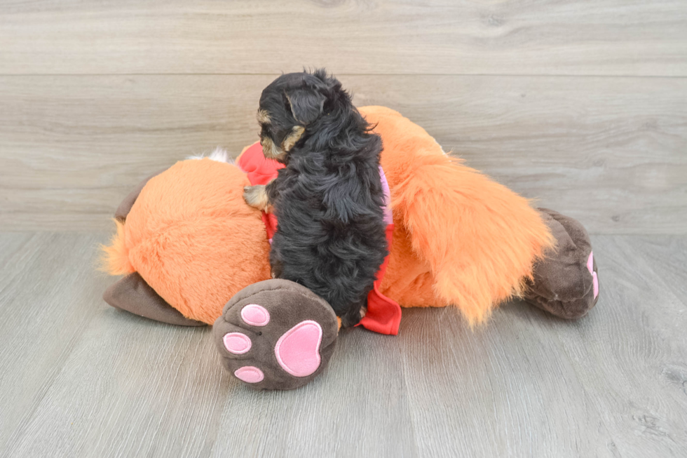 Petite Yorkie Poo Poodle Mix Pup