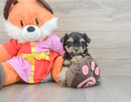 5 week old Yorkie Poo Puppy For Sale - Premier Pups