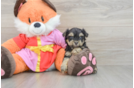Little Yorkie Poodle Mix Poodle Mix Puppy