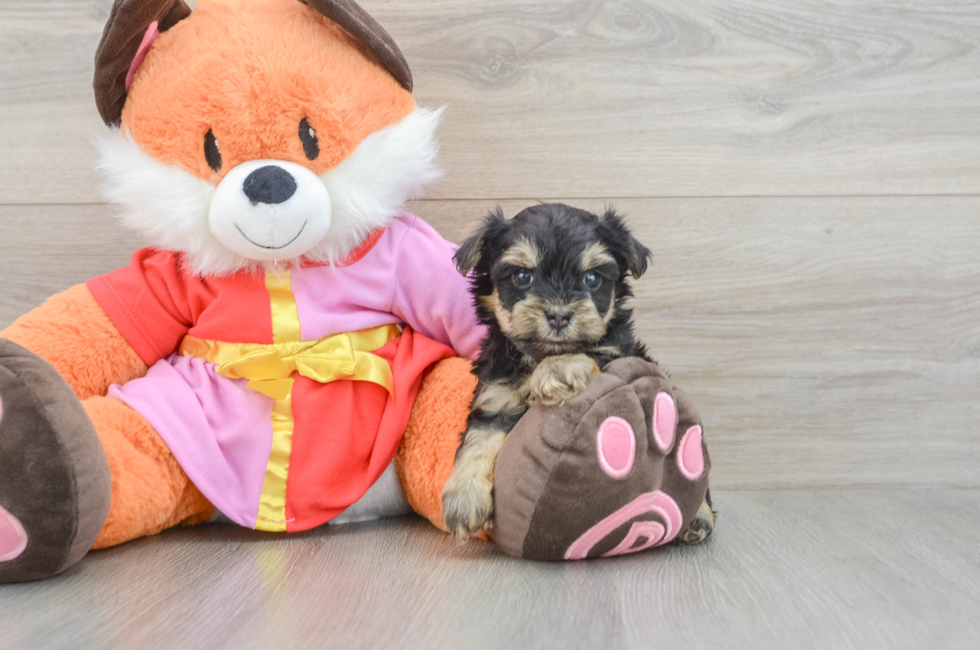 5 week old Yorkie Poo Puppy For Sale - Premier Pups