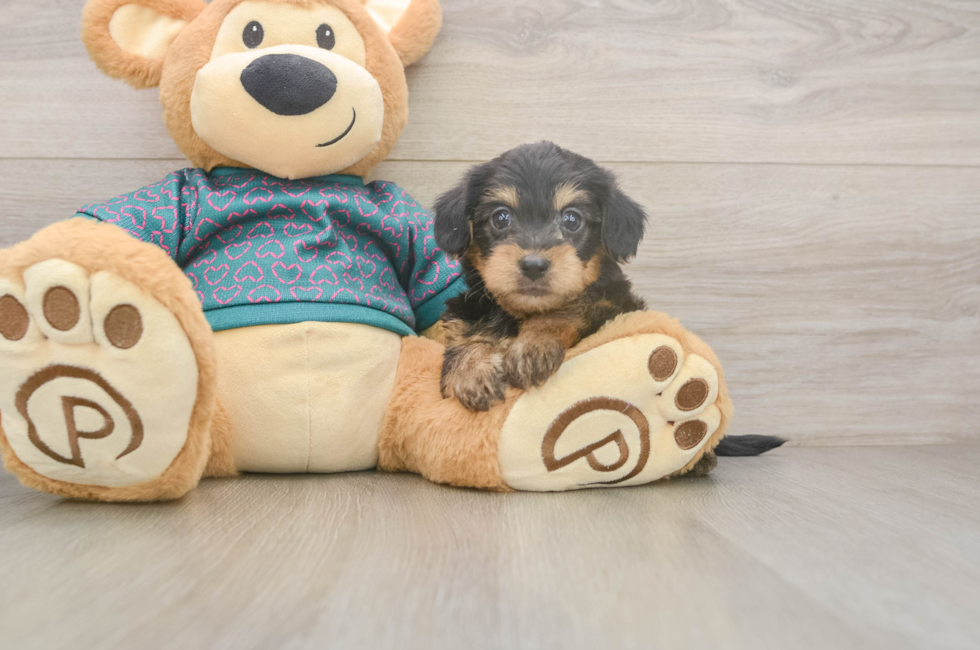5 week old Yorkie Poo Puppy For Sale - Premier Pups