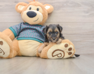 8 week old Yorkie Poo Puppy For Sale - Premier Pups