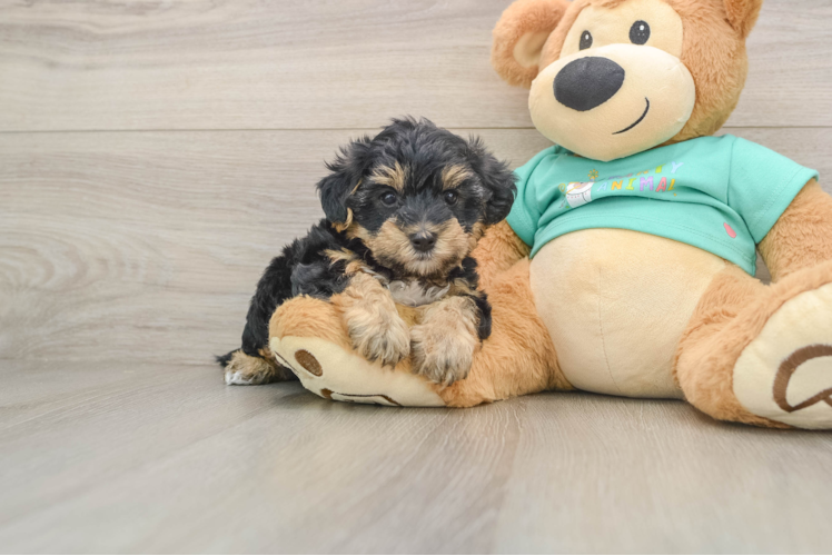 Little Yorkie Poodle Mix Poodle Mix Puppy
