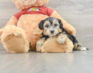 8 week old Yorkie Poo Puppy For Sale - Premier Pups