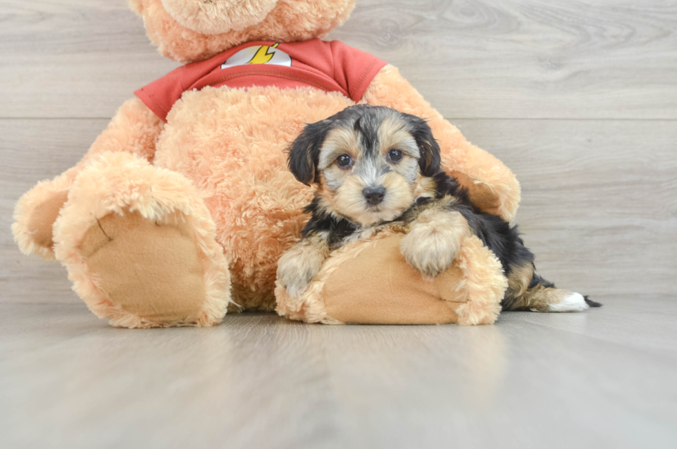 7 week old Yorkie Poo Puppy For Sale - Premier Pups