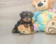 6 week old Yorkie Poo Puppy For Sale - Premier Pups