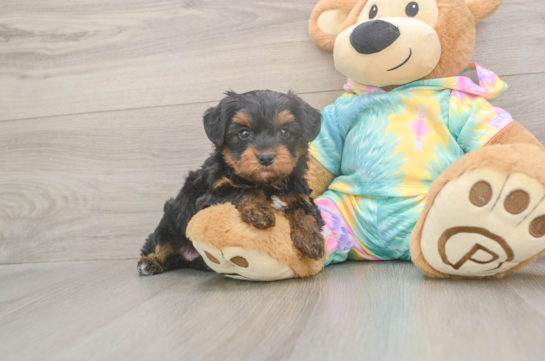 5 week old Yorkie Poo Puppy For Sale - Premier Pups Best Yorkie Poo Baby