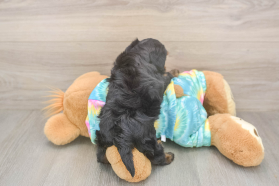 Meet Amanda - our Yorkie Poo Puppy Photo  3/3 - Premier Pups Best Yorkie Poo Baby
