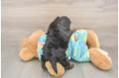 Meet Amanda - our Yorkie Poo Puppy Photo  3/3 - Premier Pups Best Yorkie Poo Baby