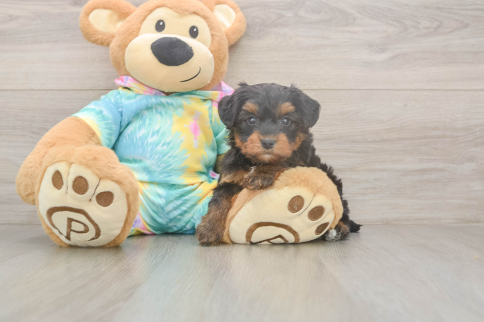 Meet Amanda - our Yorkie Poo Puppy Photo  2/3 - Premier Pups Fluffy Yorkie Poo Poodle Mix Pup