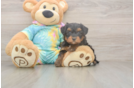 Meet Amanda - our Yorkie Poo Puppy Photo  2/3 - Premier Pups Fluffy Yorkie Poo Poodle Mix Pup