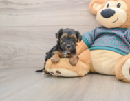 8 week old Yorkie Poo Puppy For Sale - Premier Pups