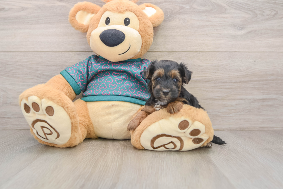 Best Yorkie Poo Baby
