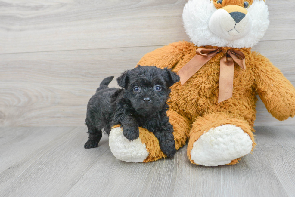 Petite Yorkie Poo Poodle Mix Pup