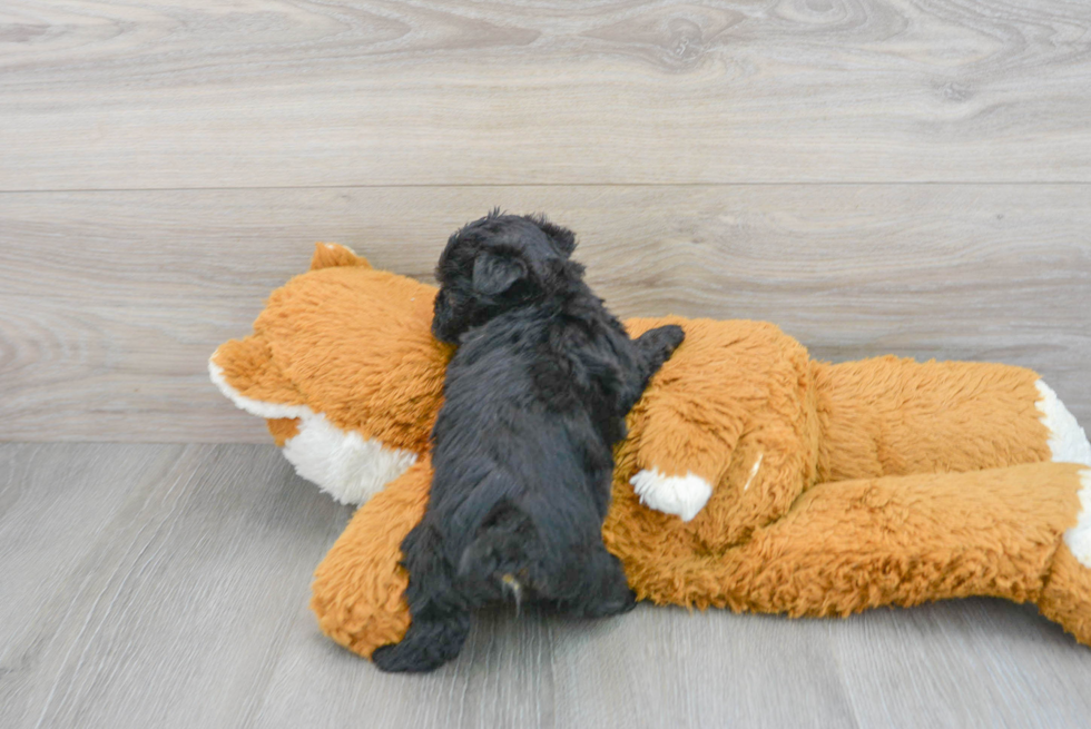 Yorkie Poo Pup Being Cute