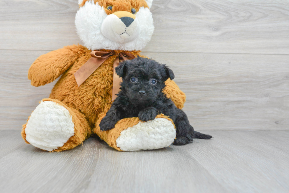 Popular Yorkie Poo Poodle Mix Pup