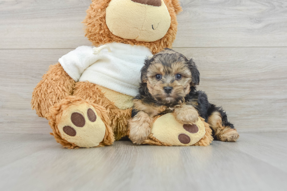 Yorkie Poo Puppy for Adoption