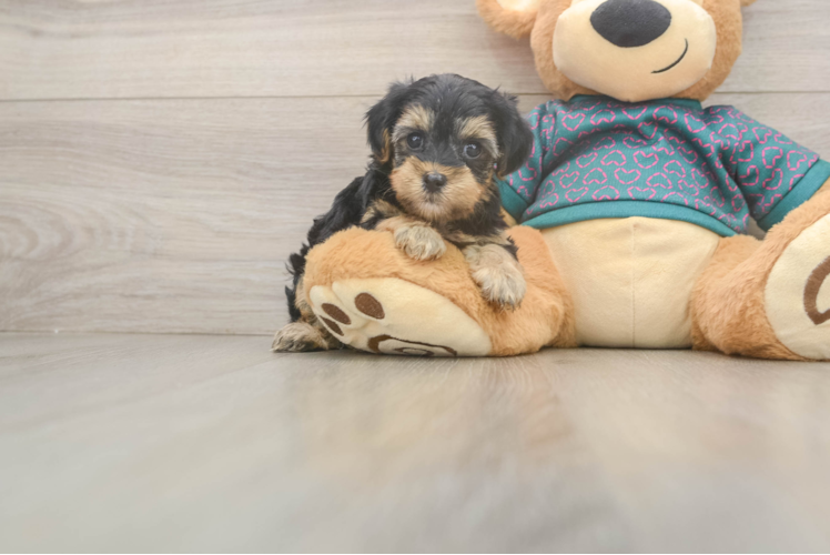 Yorkie Poo Pup Being Cute