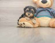 7 week old Yorkie Poo Puppy For Sale - Premier Pups