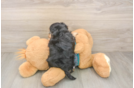 Little Yorkie Poodle Mix Poodle Mix Puppy