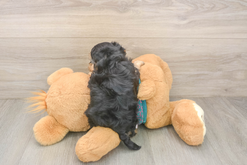 Little Yorkie Poodle Mix Poodle Mix Puppy