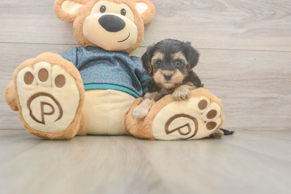 Yorkie Poo Pup Being Cute