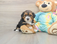 8 week old Yorkie Poo Puppy For Sale - Premier Pups