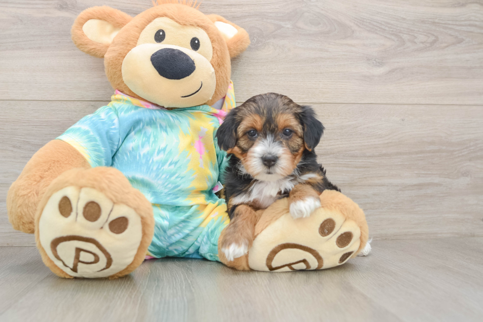 Adorable Yorkiedoodle Poodle Mix Puppy
