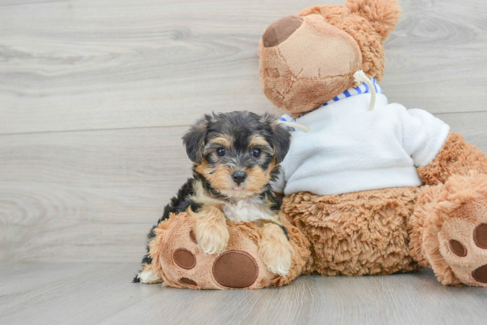 Best Yorkie Poo Baby