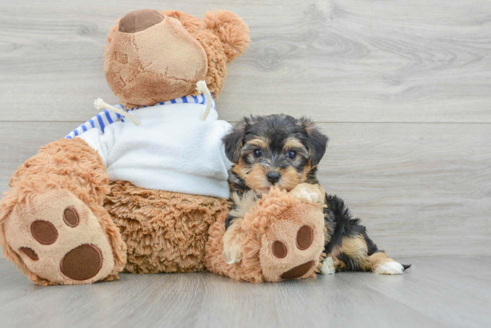 Funny Yorkie Poo Poodle Mix Pup